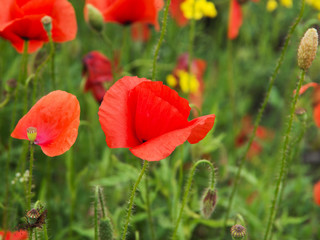 Poppy field