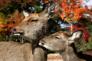 鹿の親子