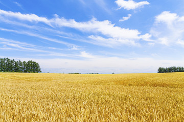 麦畑　日本　北海道　Wheat field in Hokkaido Japan