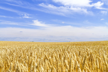 麦畑　日本　北海道　Wheat field in Hokkaido Japan