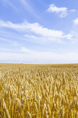 麦畑　日本　北海道　Wheat field in Hokkaido Japan