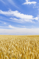 麦畑　日本　北海道　Wheat field in Hokkaido Japan