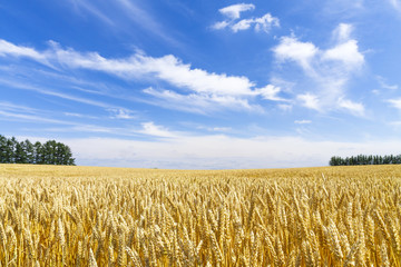 麦畑　日本　北海道　Wheat field in Hokkaido Japan