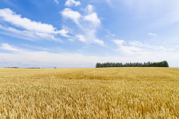 麦畑　日本　北海道　Wheat field in Hokkaido Japan