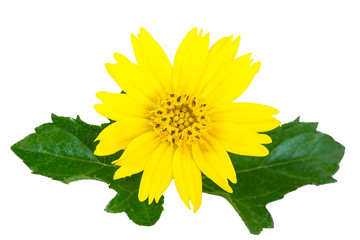 Yellow flower with isolated on white.