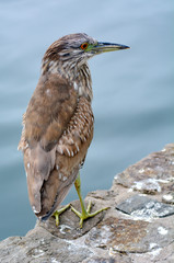 Black-crowned Night-Heron