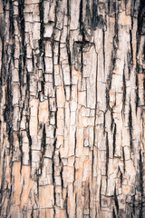 Tree bark texture.