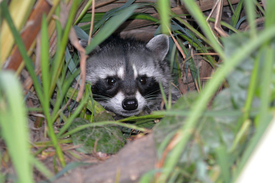 Raccoon Hide In The Bush