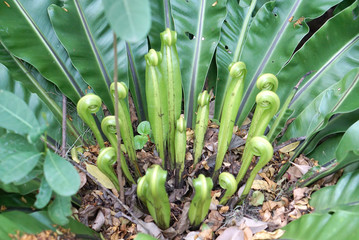 Obraz premium Asplenium nidus new leaves