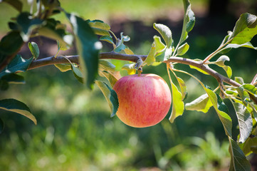 Red apple