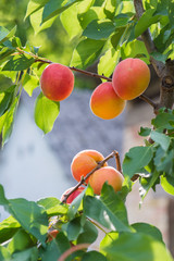 Ripe apricots
