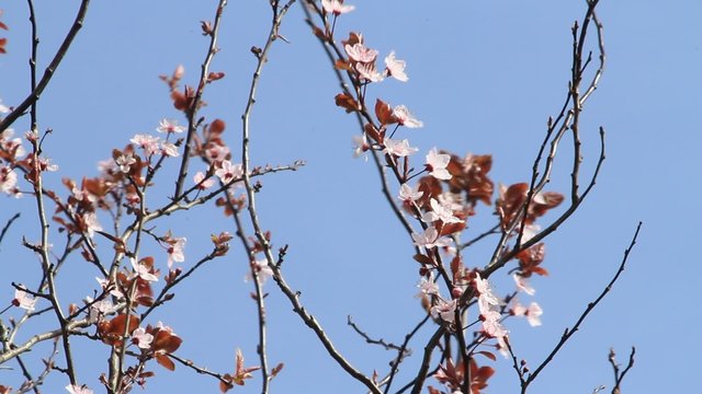 Blutpflaume im Fr&uuml;hling, prunus cerasifera, Hintergrund himmel blau