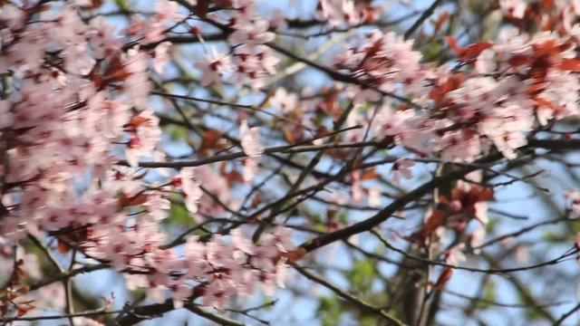 Blutpflaume im Fr&uuml;hling, prunus cerasifera