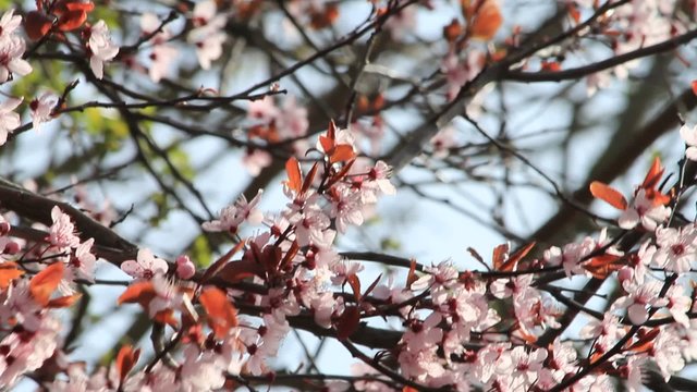 Blutpflaume im Fr&uuml;hling, prunus cerasifera