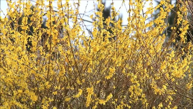 Forsythie, Zierstrauch im Frühling, gelb
 