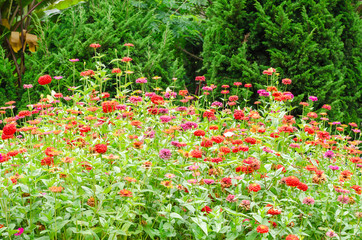 Beautiful of Zinnia flower in natural garden park