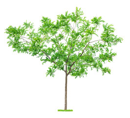 Tree on white background