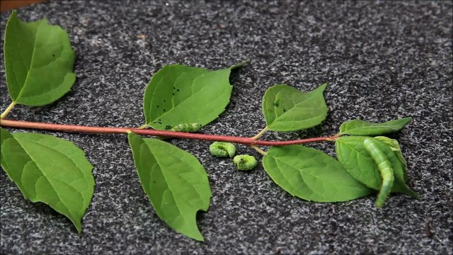 gr&uuml;ne raupen auf hintergrund marmor grau
 