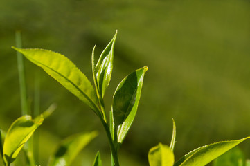 Green tea leaves