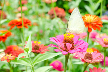 Butterflies pollinate Zinnia flower in outdoor garden