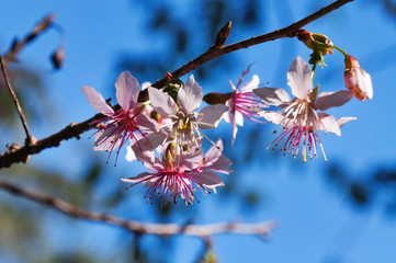 Prunus cerasoides, Himalayan Cherry