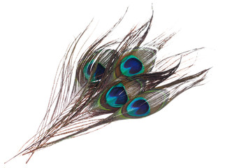 Obraz premium Peacock feathers on white background