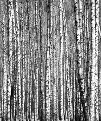Spring birch trees black and white