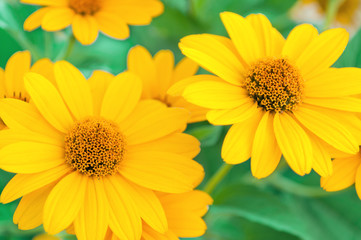 Yellow daisies.