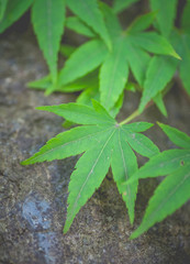 Close - up Green maple leaf in summer season