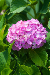 Beautiful Hydrangea macrophylla summer and autumn flower