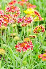 colorful gaillardia or blanket flowers in the garden