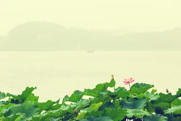 Poster fleur de lotus summer,Hangzhou west lake lotus flowers blooming， in China