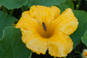 a bee pollinating a flower pumpkin in the garden