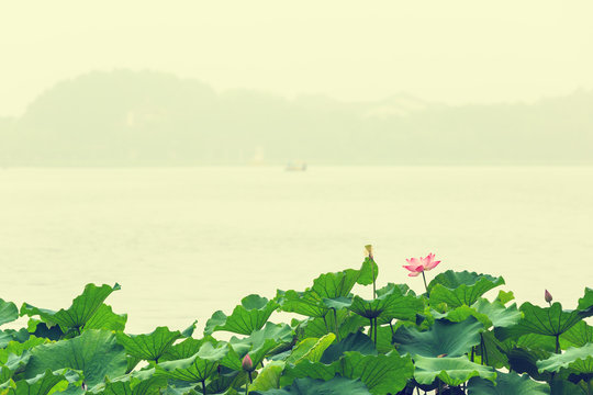 Fototapeta summer,Hangzhou west lake lotus flowers blooming， in China