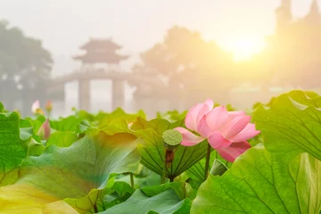 Papier Peint photo Lavable fleur de lotus Hangzhou West Lake Lotus en pleine floraison dans un matin brumeux，en Chine