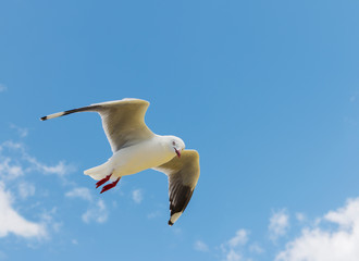 flying seagull