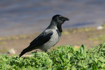 Portrait of a crow