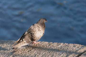 pigeon on a stone