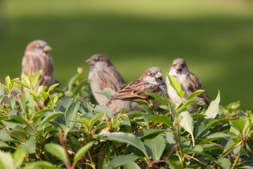 four sparrows