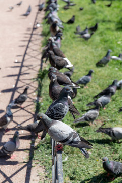 Pigeons on the fence