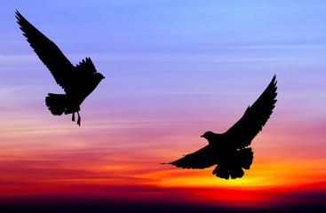 Naklejka premium Silhouetted two seagull flying at colorful sunset