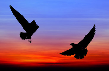 Obraz na płótnie Canvas Silhouetted two seagull flying at colorful sunset