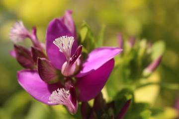 Fototapeta premium Bougainvillea