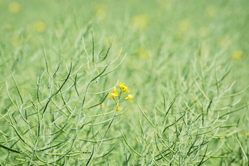 Seasonal rapeseed field