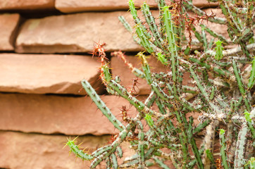Euphorbia aeruginosa