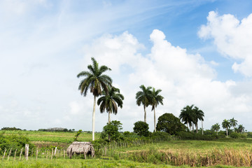 Kuba Landschaft im Binnenland nahe Varadero mit Strohhütte