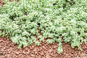 Succulent plants in garden