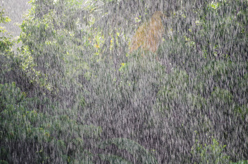 Rain leaves