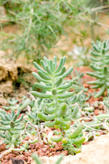 Sedum pachyphyllum the succulent plants in garden