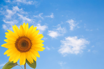 flower sunflower petals isolated white background for design